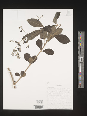 Rotheca myricoides image