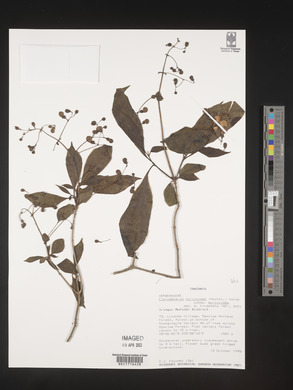 Rotheca myricoides image