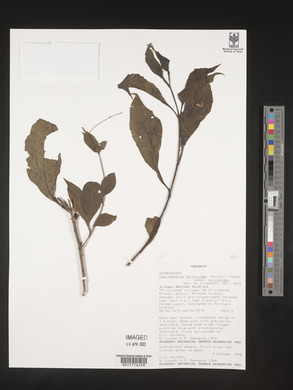 Rotheca myricoides image
