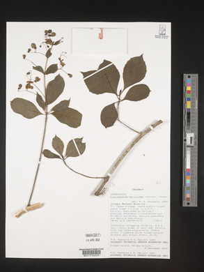 Rotheca myricoides image