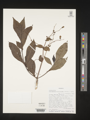 Rotheca myricoides image