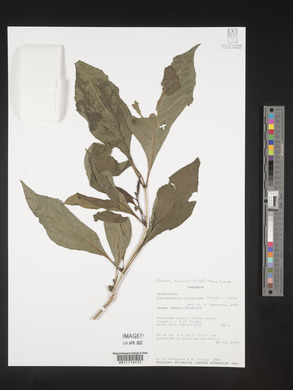Rotheca myricoides image
