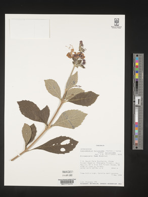 Rotheca myricoides image