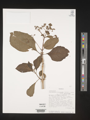 Rotheca myricoides image