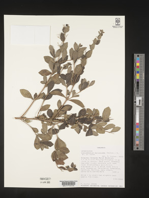 Rotheca myricoides image