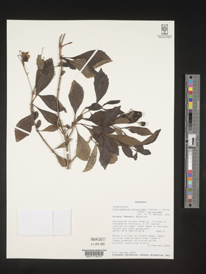 Rotheca myricoides image