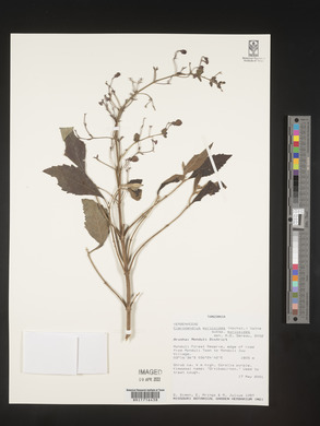 Rotheca myricoides image