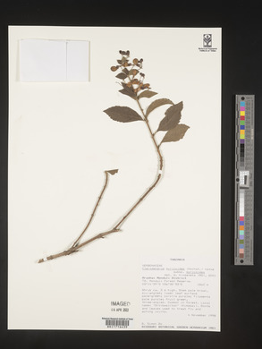 Rotheca myricoides image