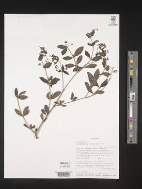 Rotheca myricoides image