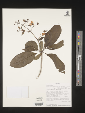 Rotheca myricoides image