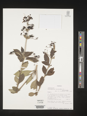 Rotheca myricoides image