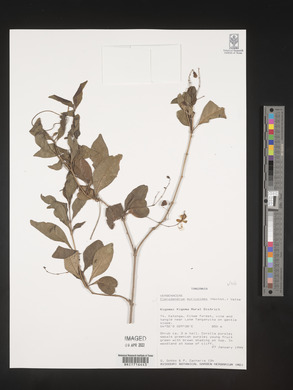 Rotheca myricoides image