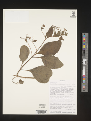 Rotheca myricoides image