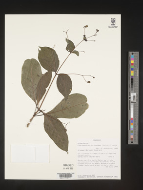 Rotheca myricoides image