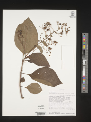Rotheca myricoides image