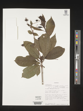 Rotheca myricoides image