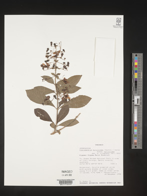 Rotheca myricoides image