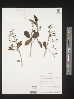 Rotheca myricoides image
