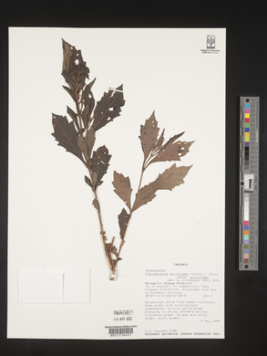 Rotheca myricoides image