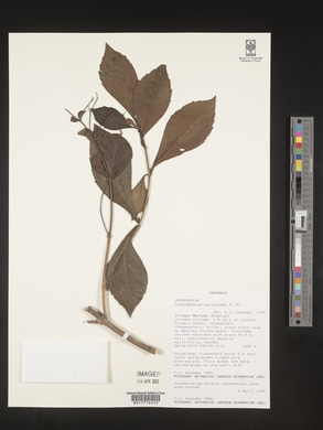Rotheca myricoides image