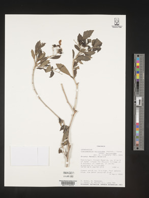Rotheca myricoides image