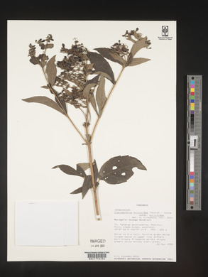 Rotheca myricoides image