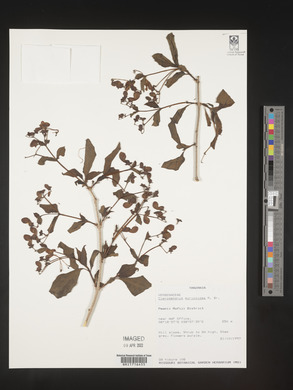 Rotheca myricoides image