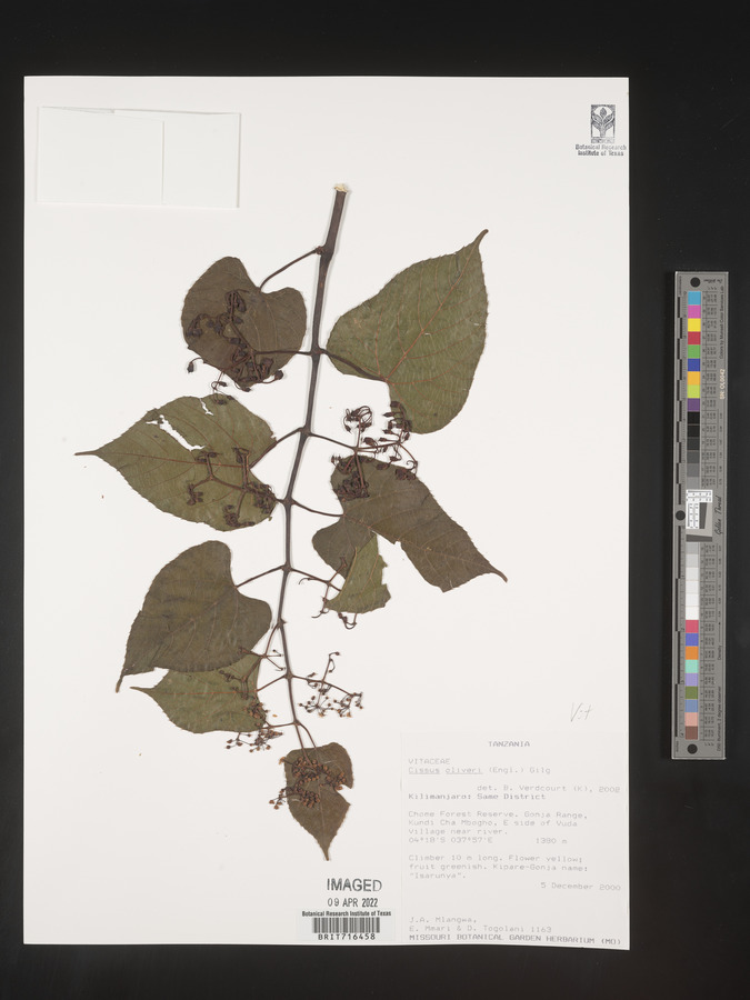 Cissus oliveri image