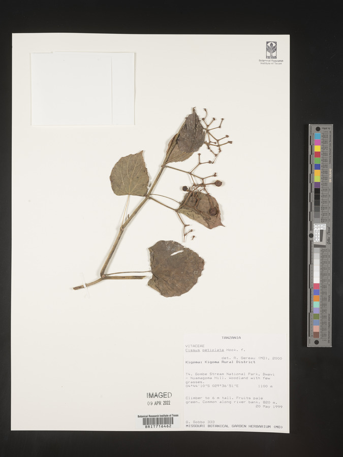 Cissus petiolata image