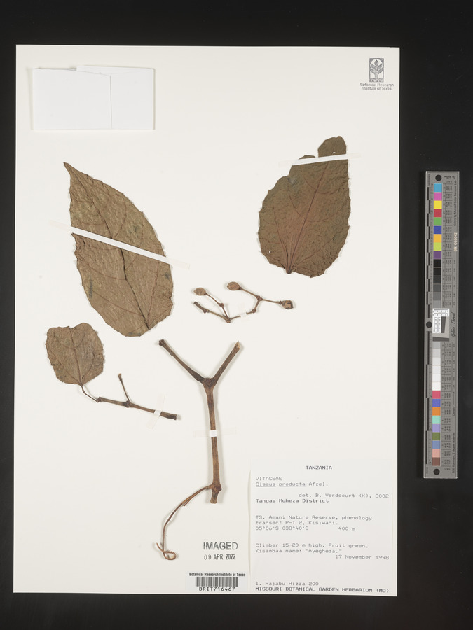 Cissus producta image