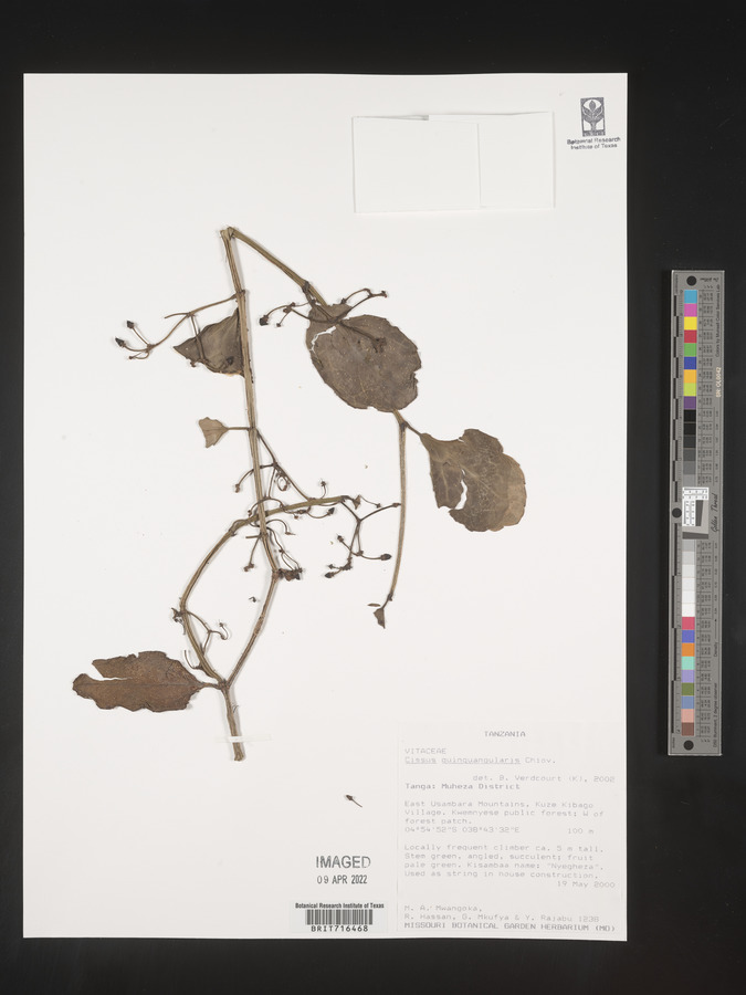 Cissus quinquangularis image