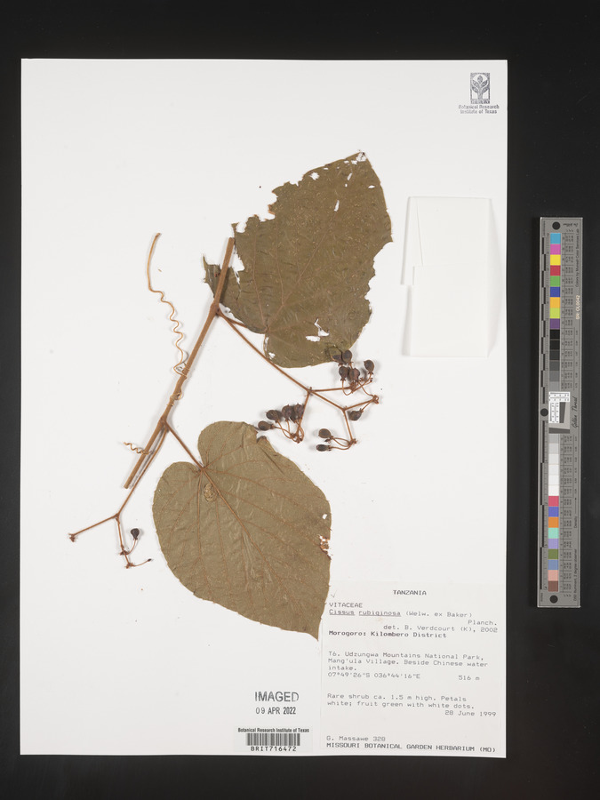 Cissus rubiginosa image