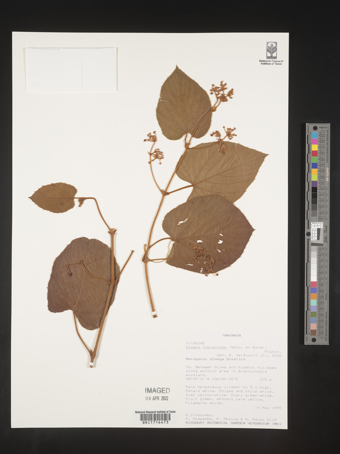 Cissus rubiginosa image