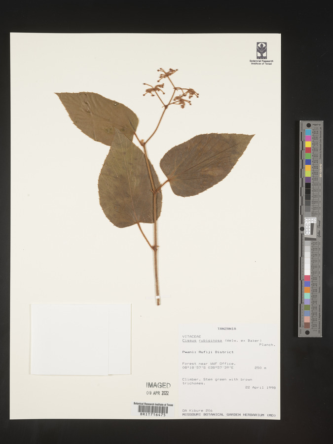 Cissus rubiginosa image