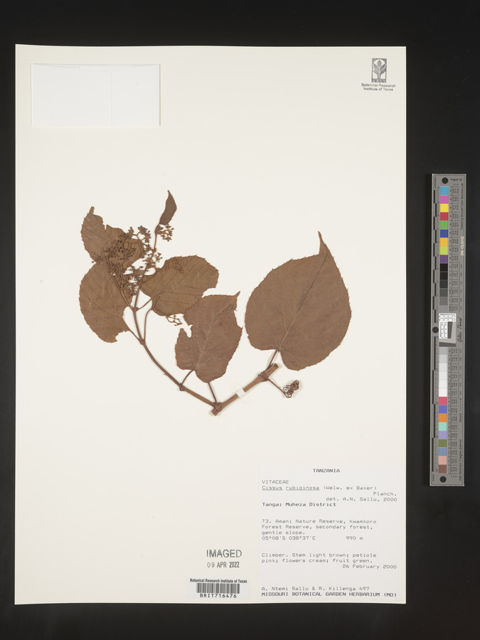 Cissus rubiginosa image