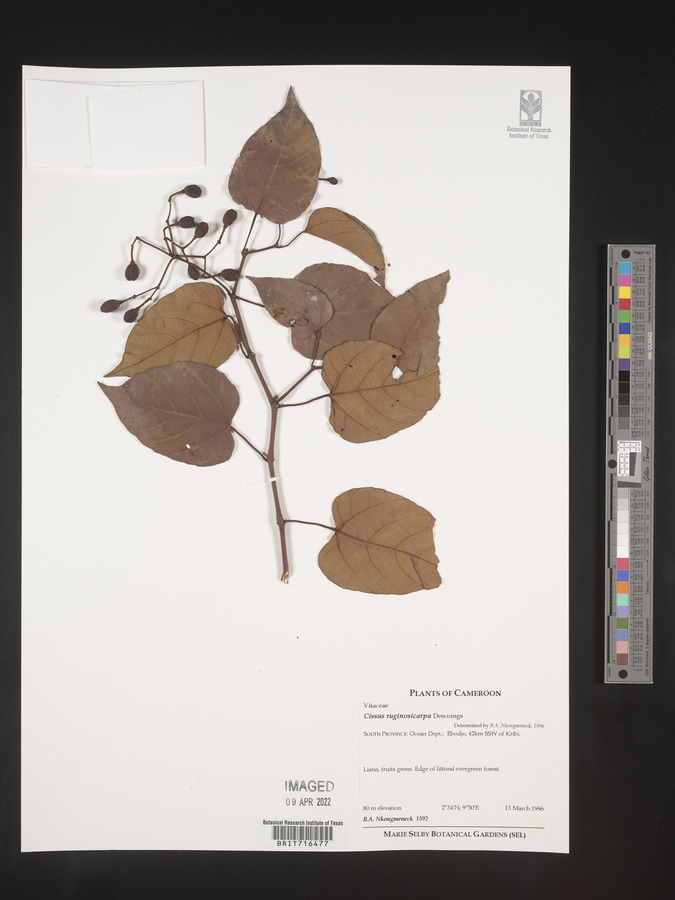 Cissus ruginosicarpa image