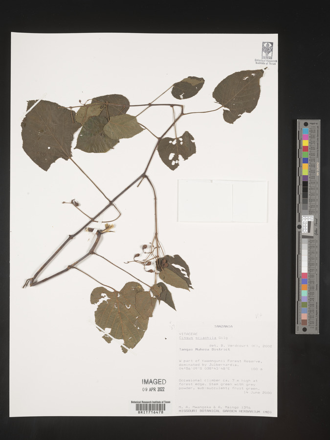 Cissus sciaphila image
