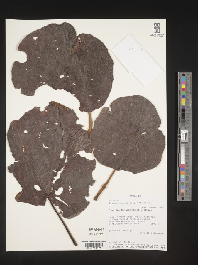 Cissus trothae image