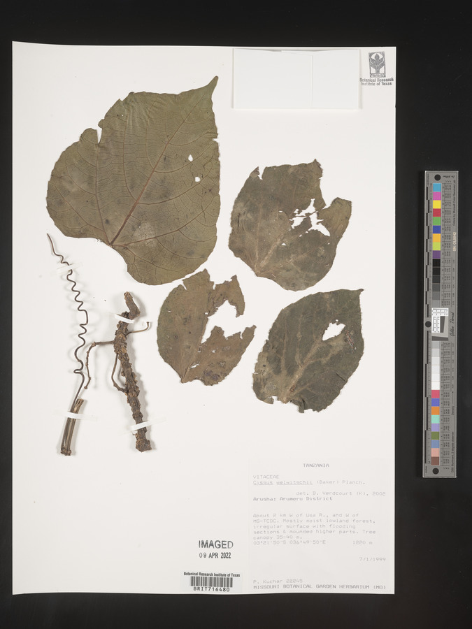 Cissus welwitschii image