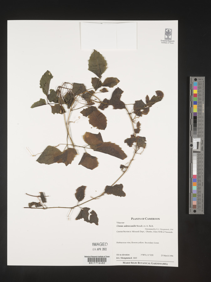 Cyphostemma adenocaule subsp. adenocaule image