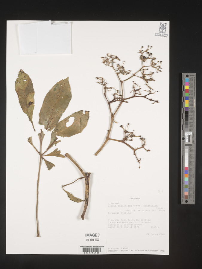 Cissus aralioides subsp. orientalis image