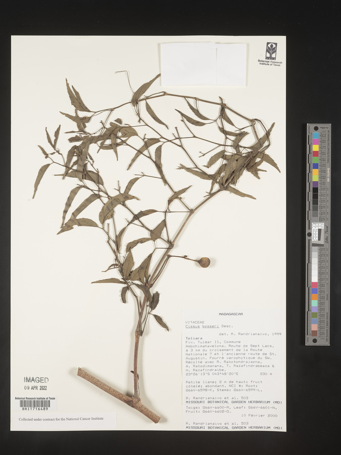 Cissus bosseri image