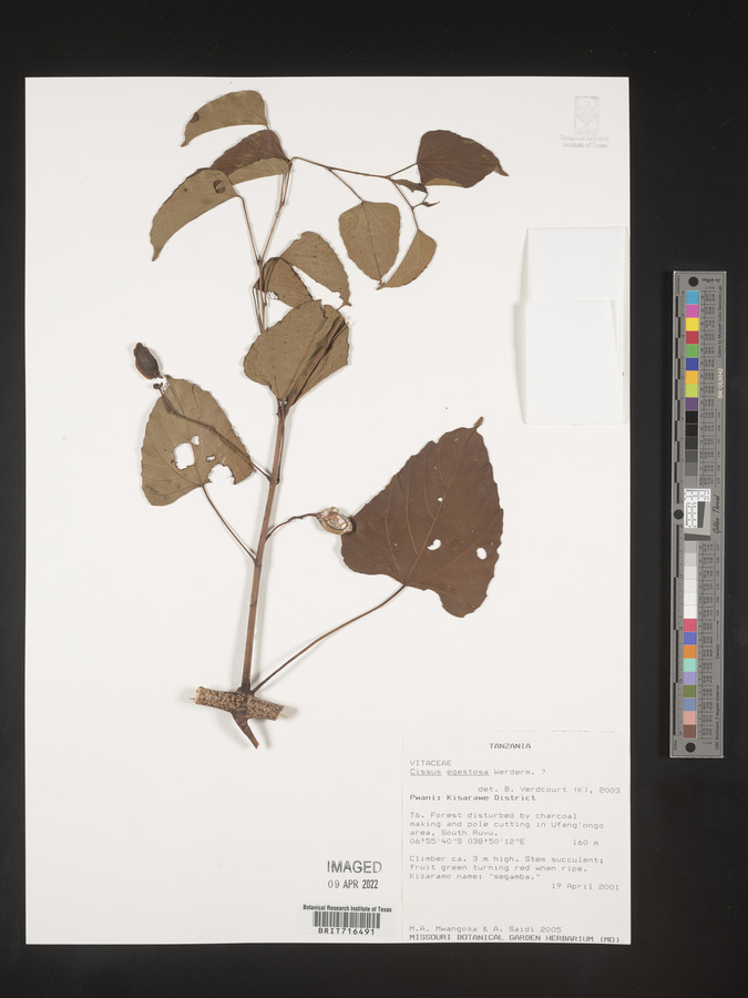 Cissus egestosa image