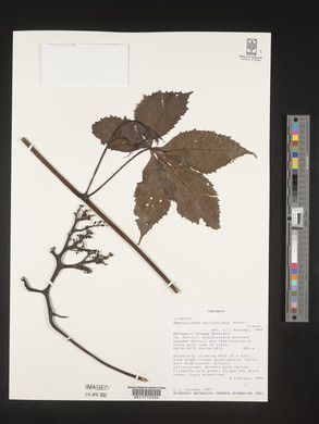 Ampelocissus multistriata image