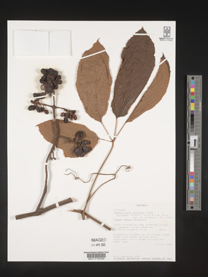 Ampelocissus obtusata image