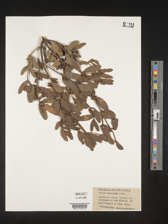 Viscum cruciatum image