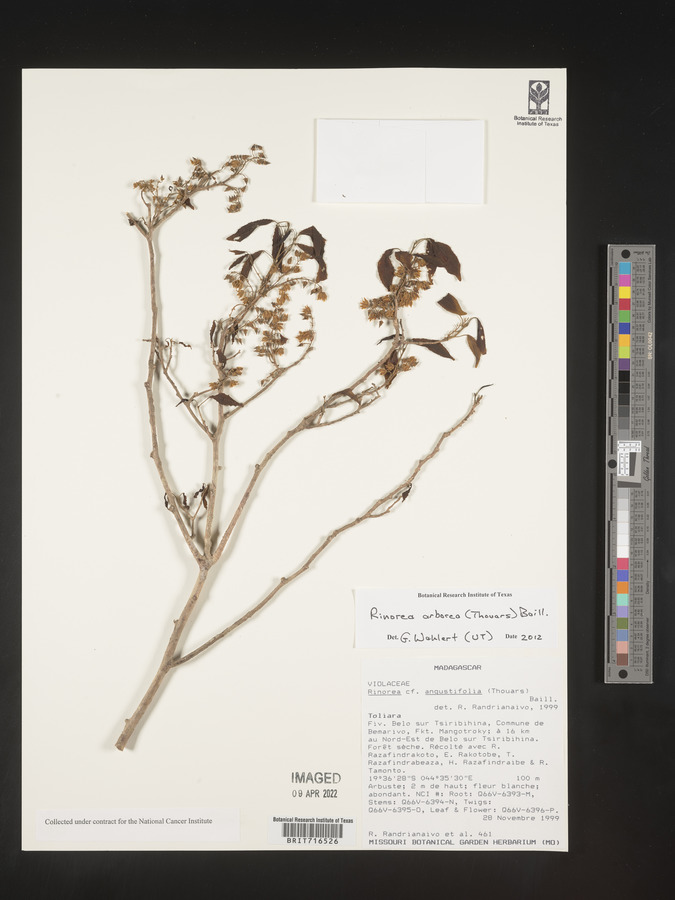 Rinorea arborea image
