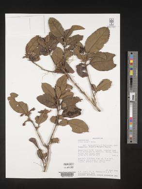 Vitex bojeri image