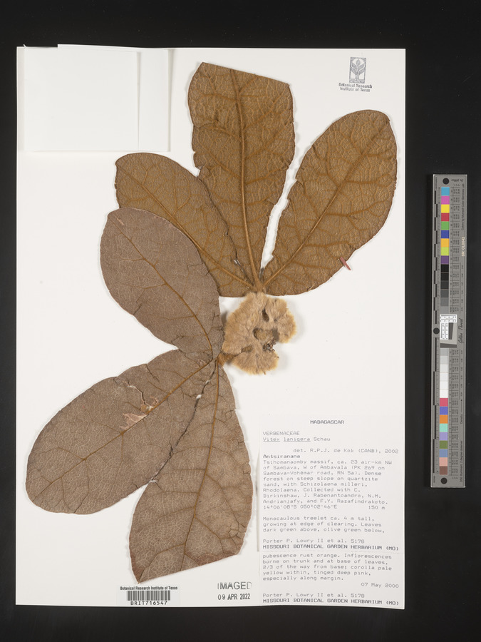 Vitex lanigera image