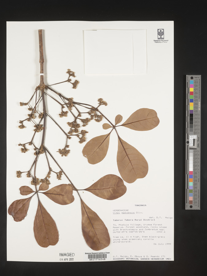 Vitex madiensis image